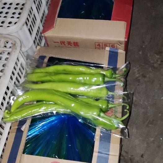 高邑县辣椒
