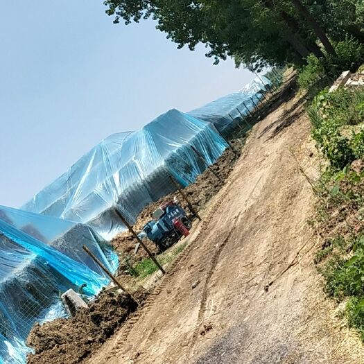 涡阳县小麦秸秆