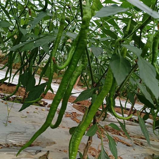 蓬溪县二荆条薄皮已经上市