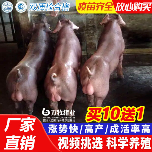 灌云县新美系杜洛克公猪长白公猪大约克公猪