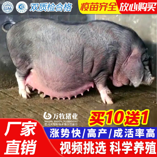 灌云县原种太湖母猪    太湖母猪太湖二代母猪