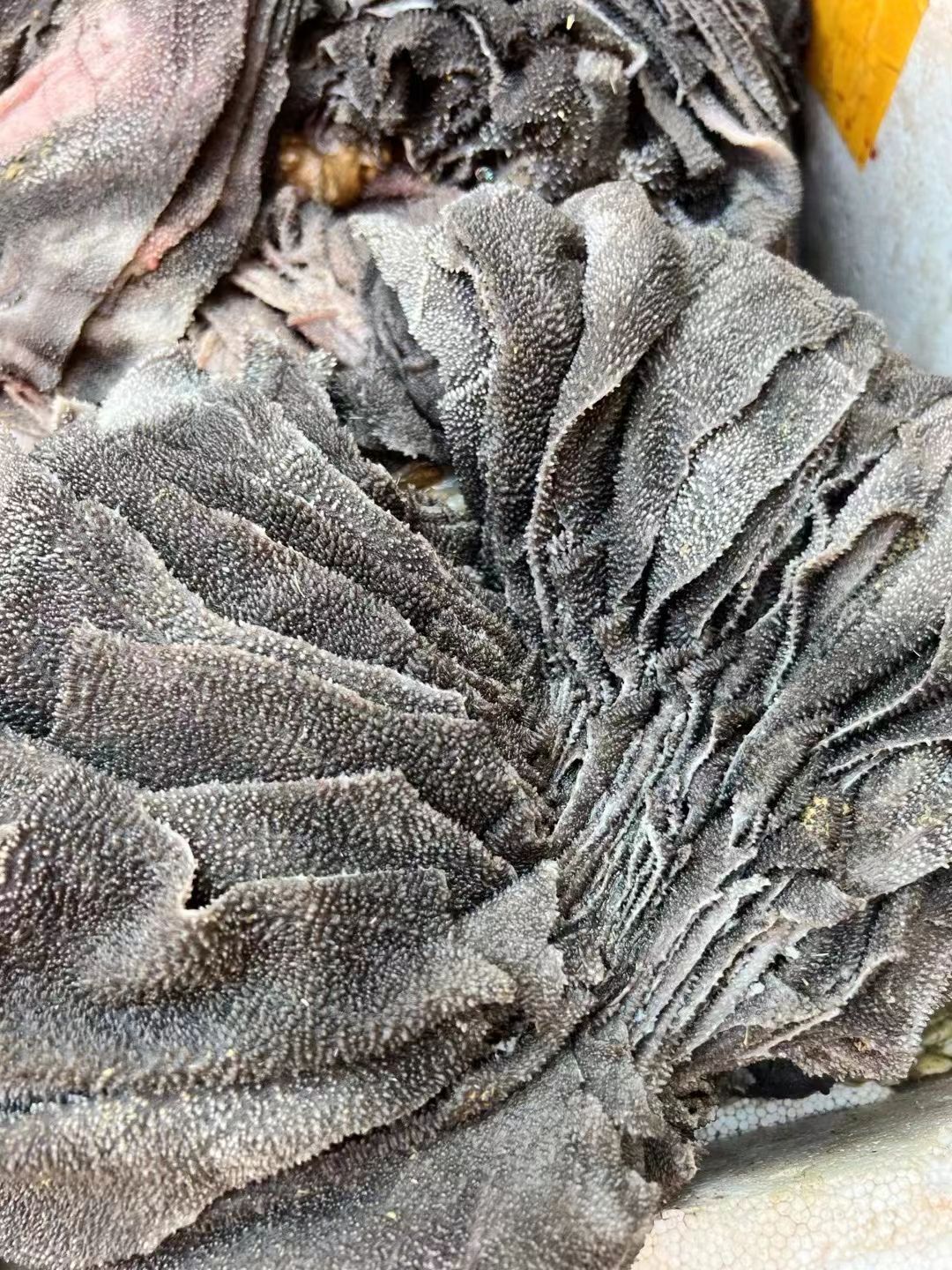 新鲜牛百叶 黑毛肚 脆毛肚