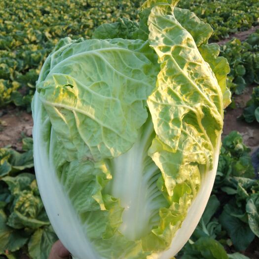 夏县精品白菜