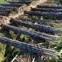 博白县黑皮甘蔗汁水多，质量保证正品