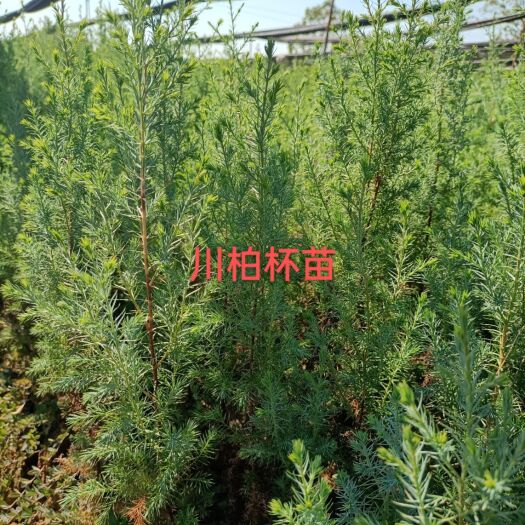 攸县二年柏树杯苗