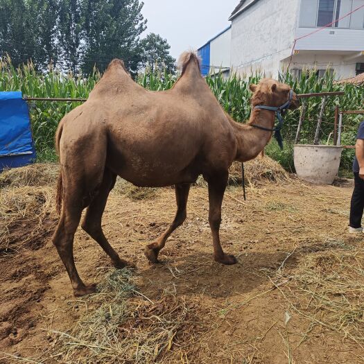供应乘骑骆驼  骆驼养殖基地 骆驼价格