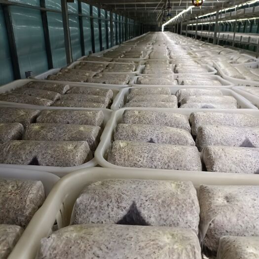 太康县金耳菌源头工厂，大量生产大量供应，菌丝长好发货，不含运费，