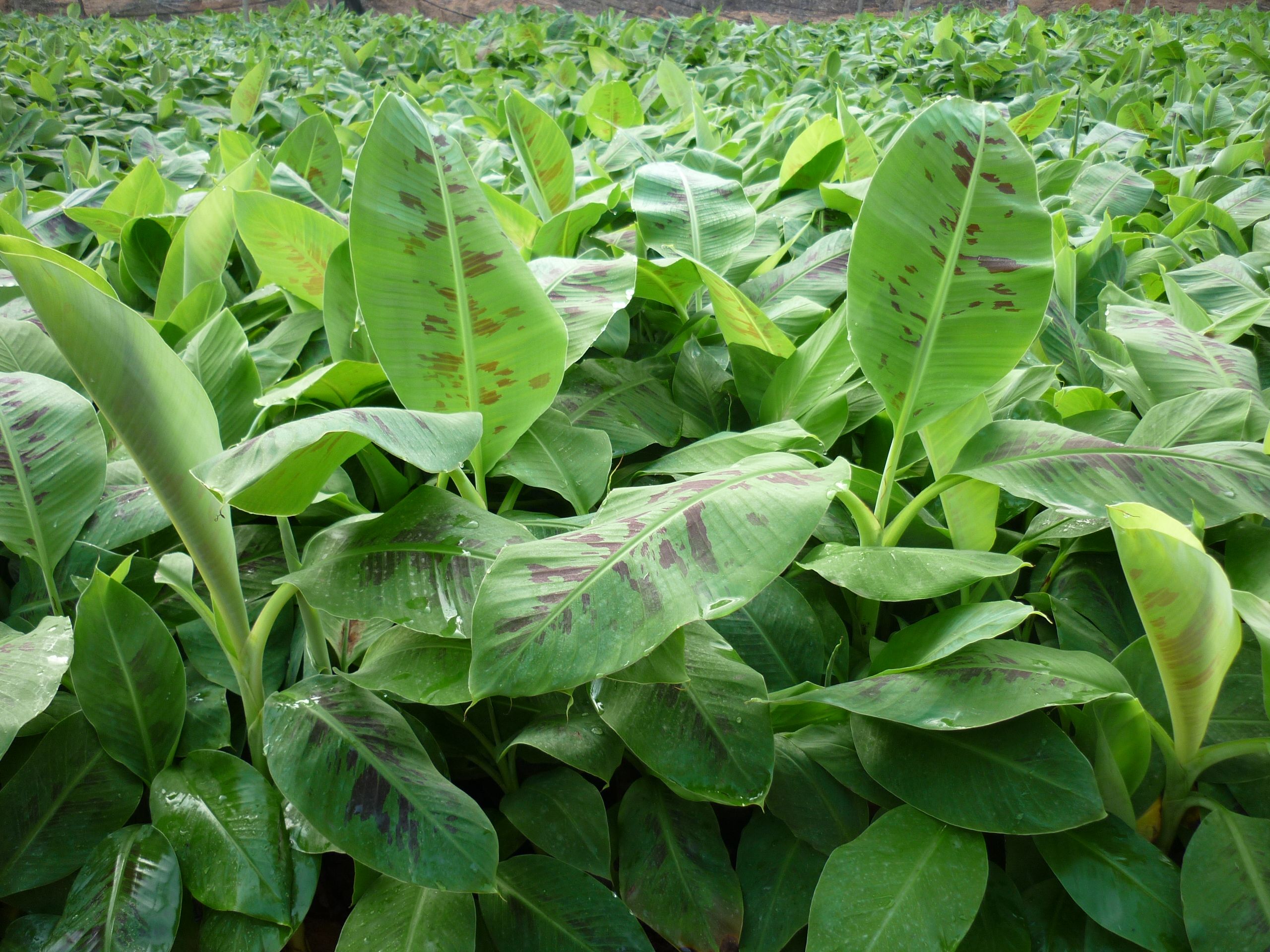 大量供应香蕉苗