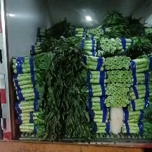 郯城县红叶莴笋