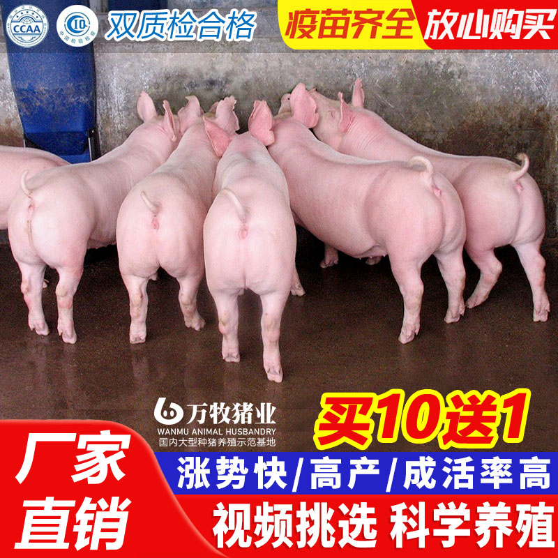 灌云县新美系长白母猪，大白母猪，长大二元母猪。长太二元母猪