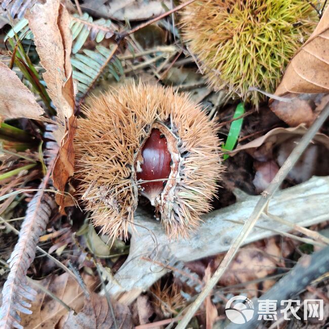 建瓯高山锥栗油锥马蹄处暑红白露品种齐全，支持全国整车零担发货