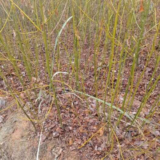 茶陵县檫木，梓树，地苗，裸根苗