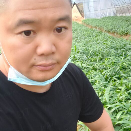 秀山黄精种苗