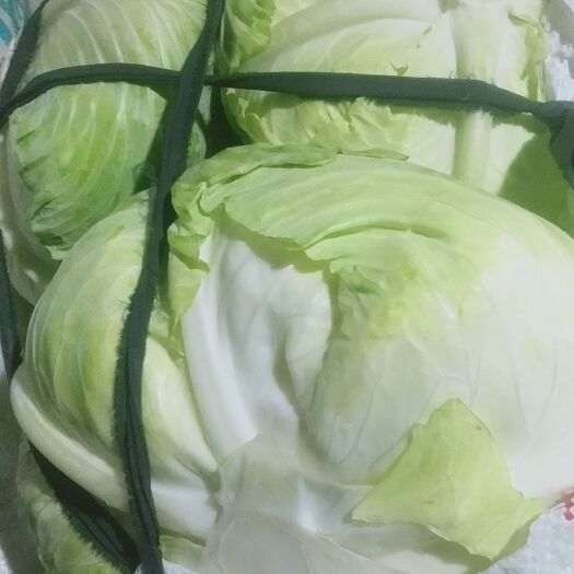 仙桃市包菜