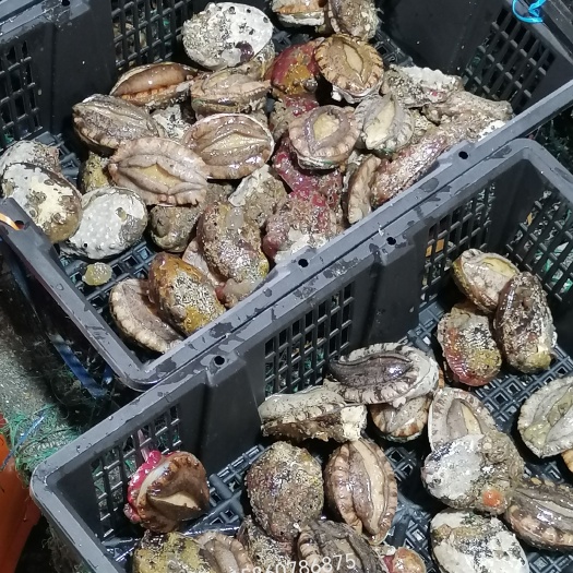 漳浦县鲍鱼