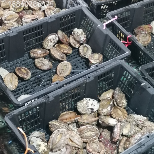 漳浦县鲍鱼