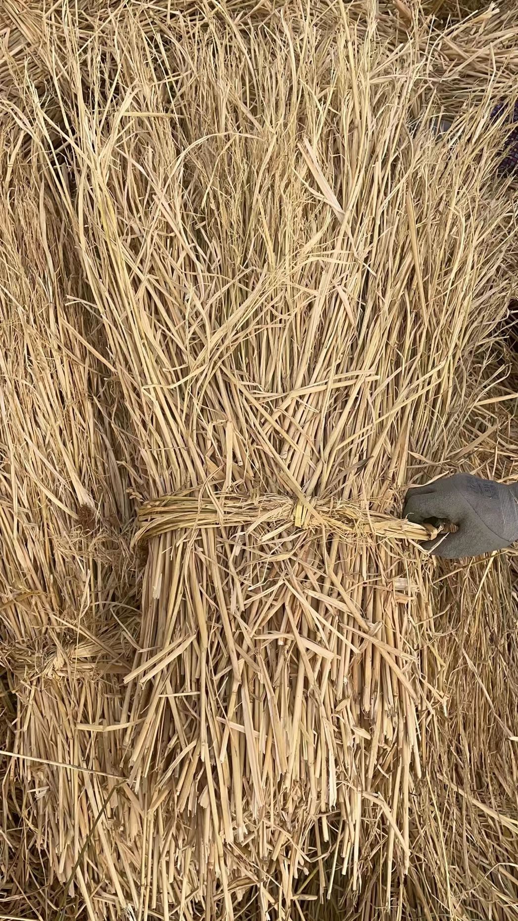 天津稻草  治沙草、手把草 草长80厘米以上，  用于治沙、酒厂