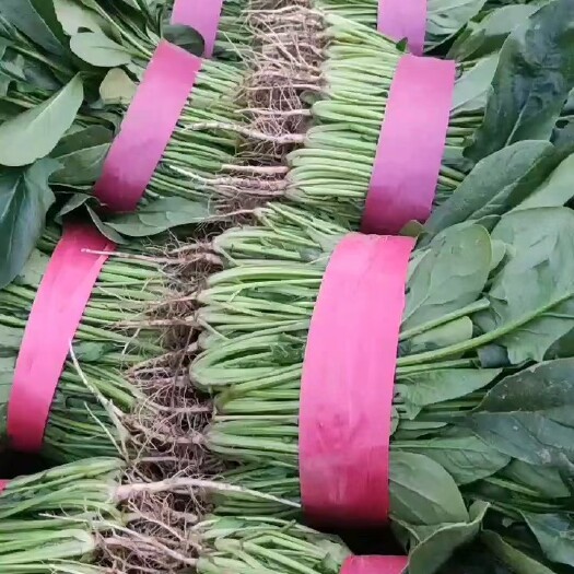 滑县河南滑县菠菜，叶片平整，颜色发亮，适合各大商超供应商，
