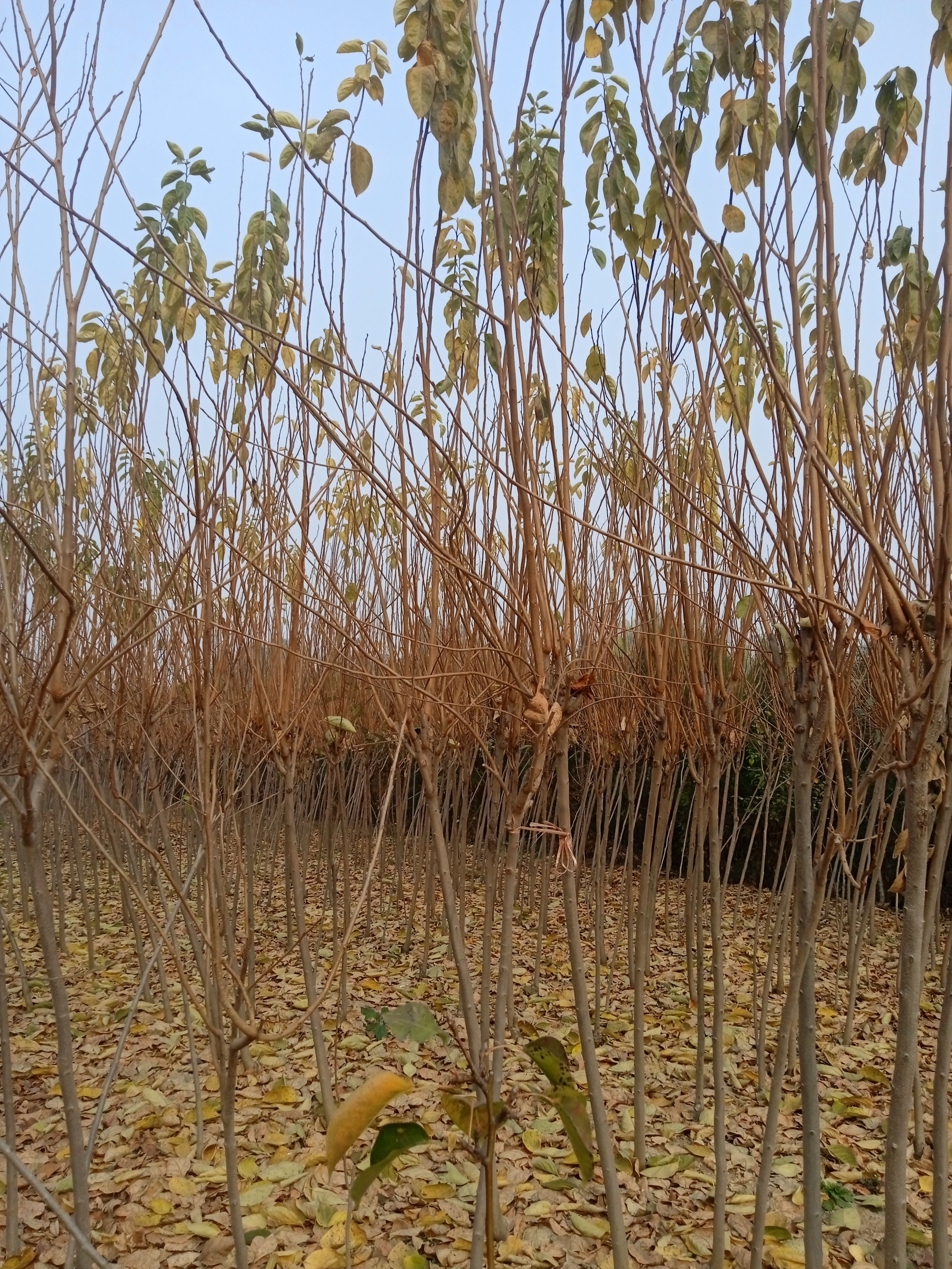 精品果树.配送防护手册.苹果树梨树桃树柿子树