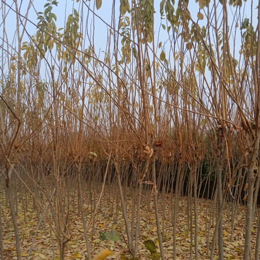 泰安精品果树.配送防护手册.苹果树梨树桃树柿子树