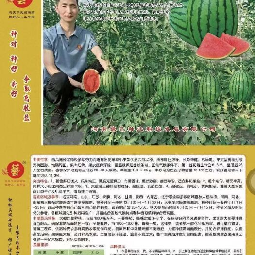 扶沟县豫艺K2201小果型西瓜种子礼品西瓜种子早熟饱满周正14