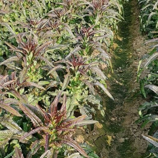 武汉红叶莴苣新鲜上市