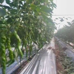西昌市螺丝椒