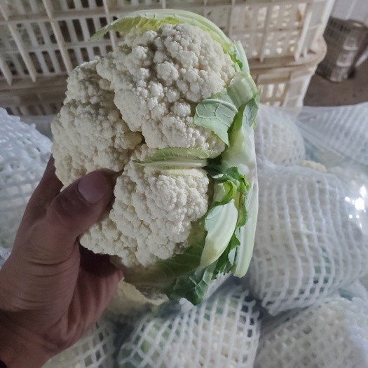 邯郸河北花菜精品花菜大量有货  产地直供一手货源 代发全国