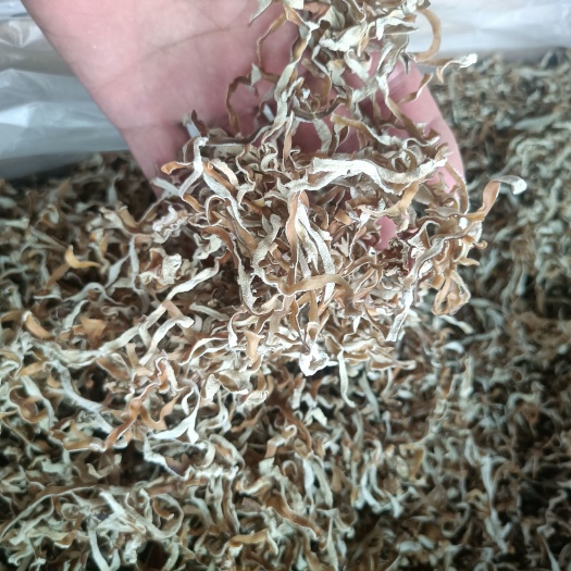 冷水江市白玉木耳  白木耳丝竹肚菌丝，竹耳丝，白木耳丝，木耳丝无根，