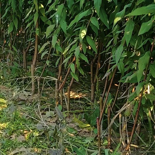 泰安纯正菊花碧桃小苗开始销售