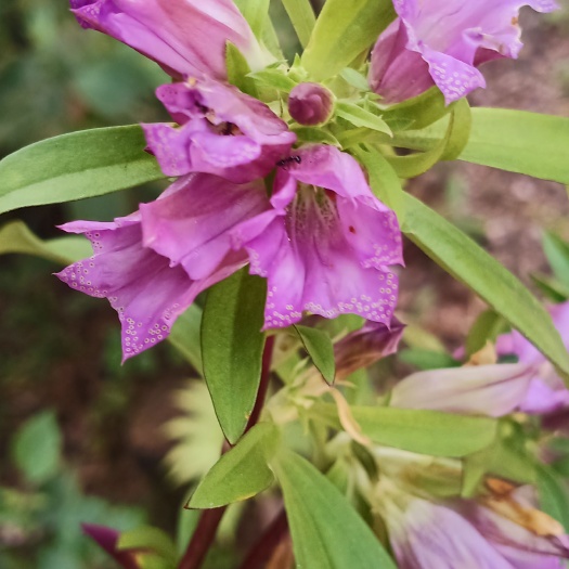 绿春县【正品紫花龙胆草】包邮批发云南红河高山龙胆草根大批量现货