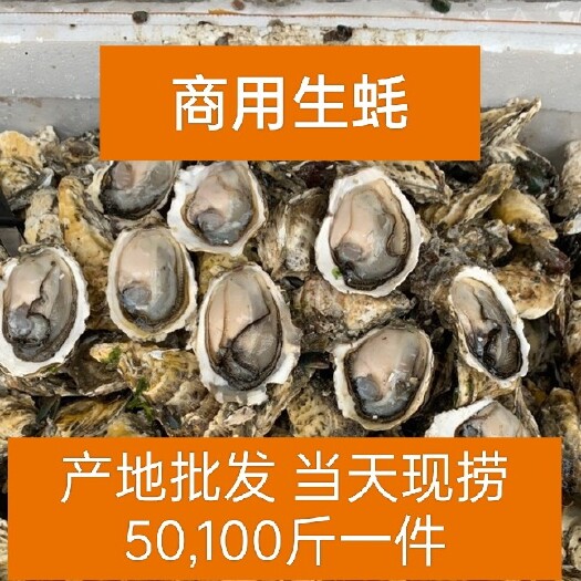 诏安县福建海鲜生蚝三倍体蚝佳乡生蚝海蛎