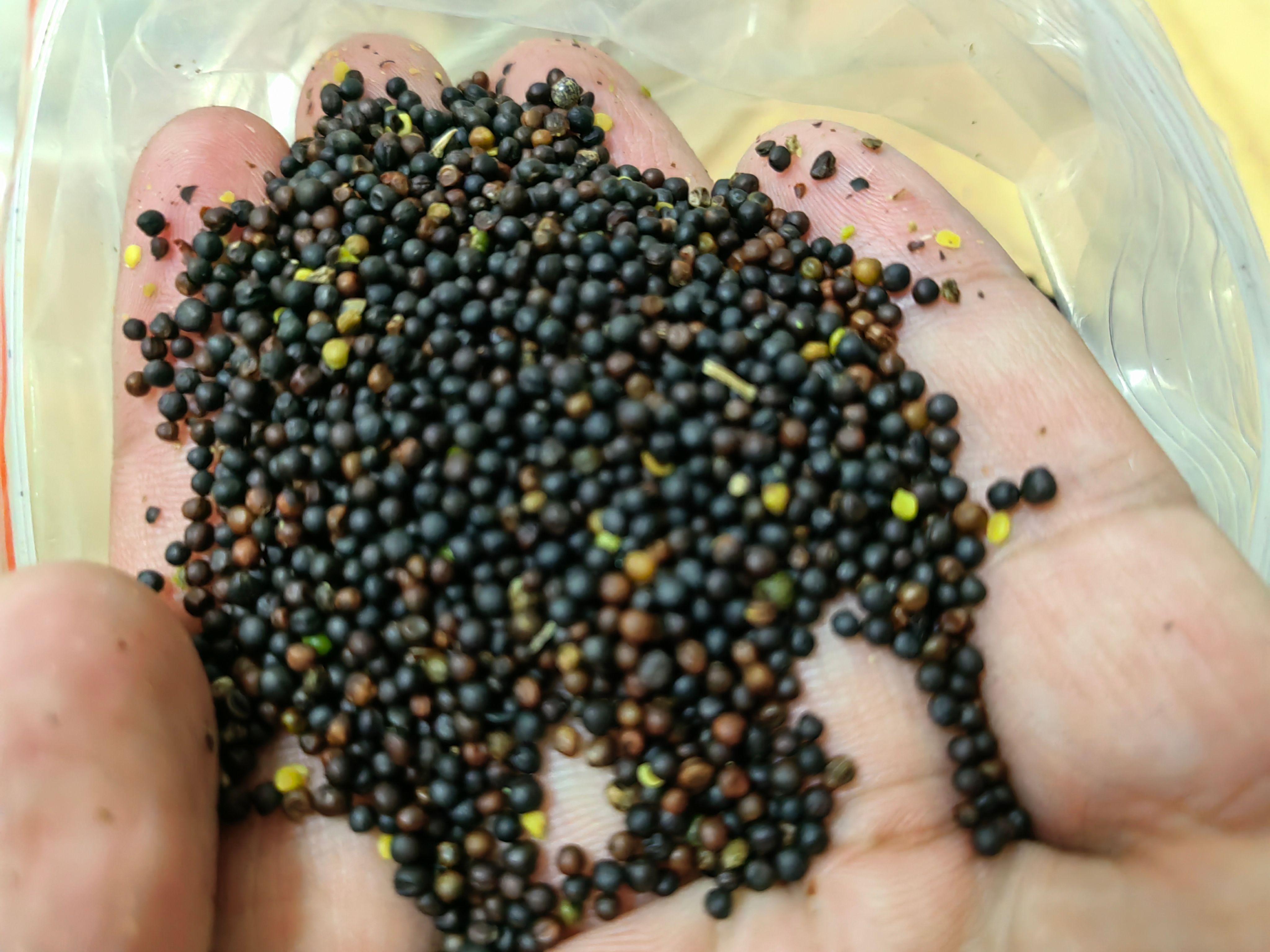 俄罗斯油菜籽，46含油，杂质不超过1，水分6个多