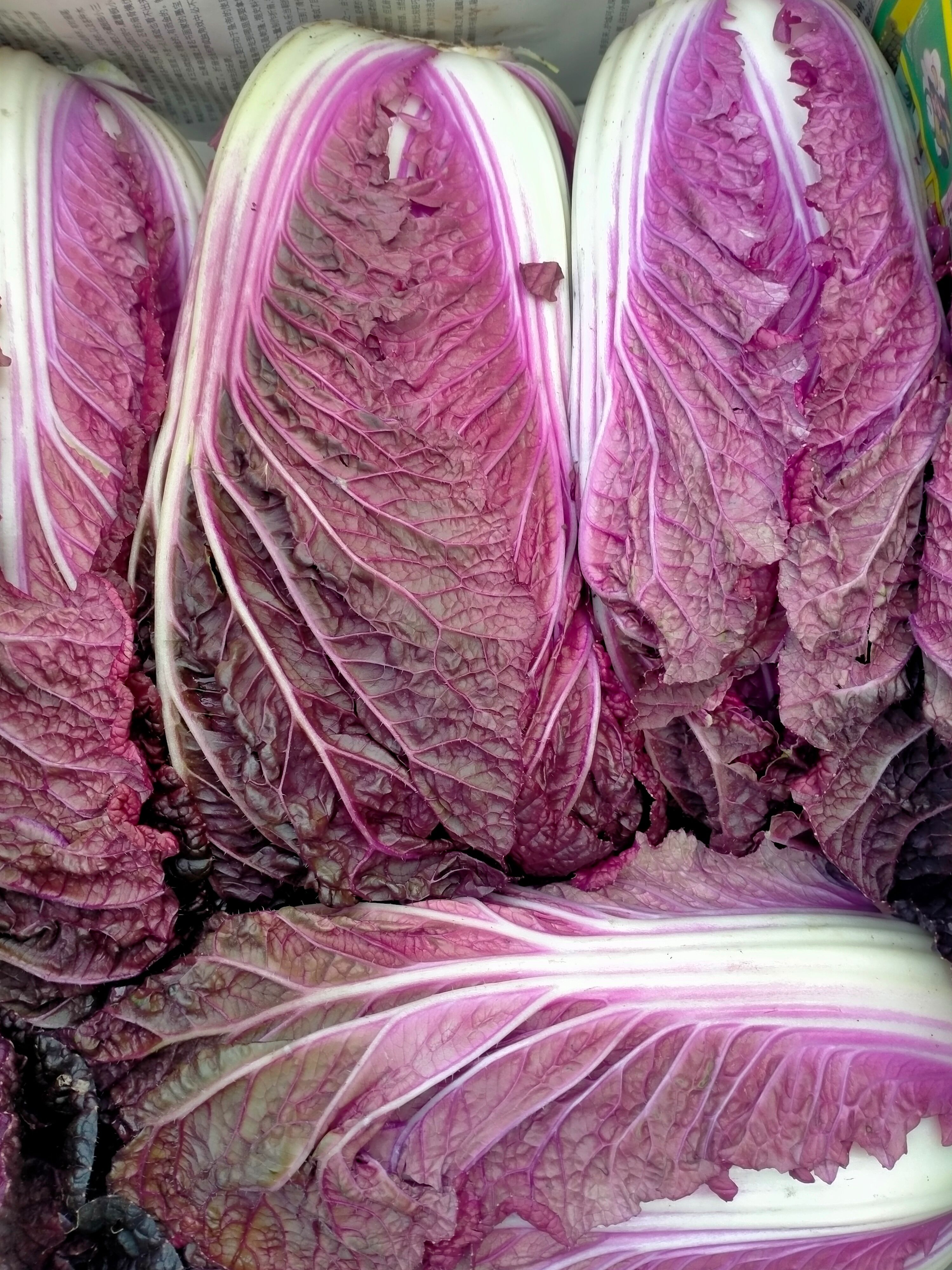 精品紫白菜