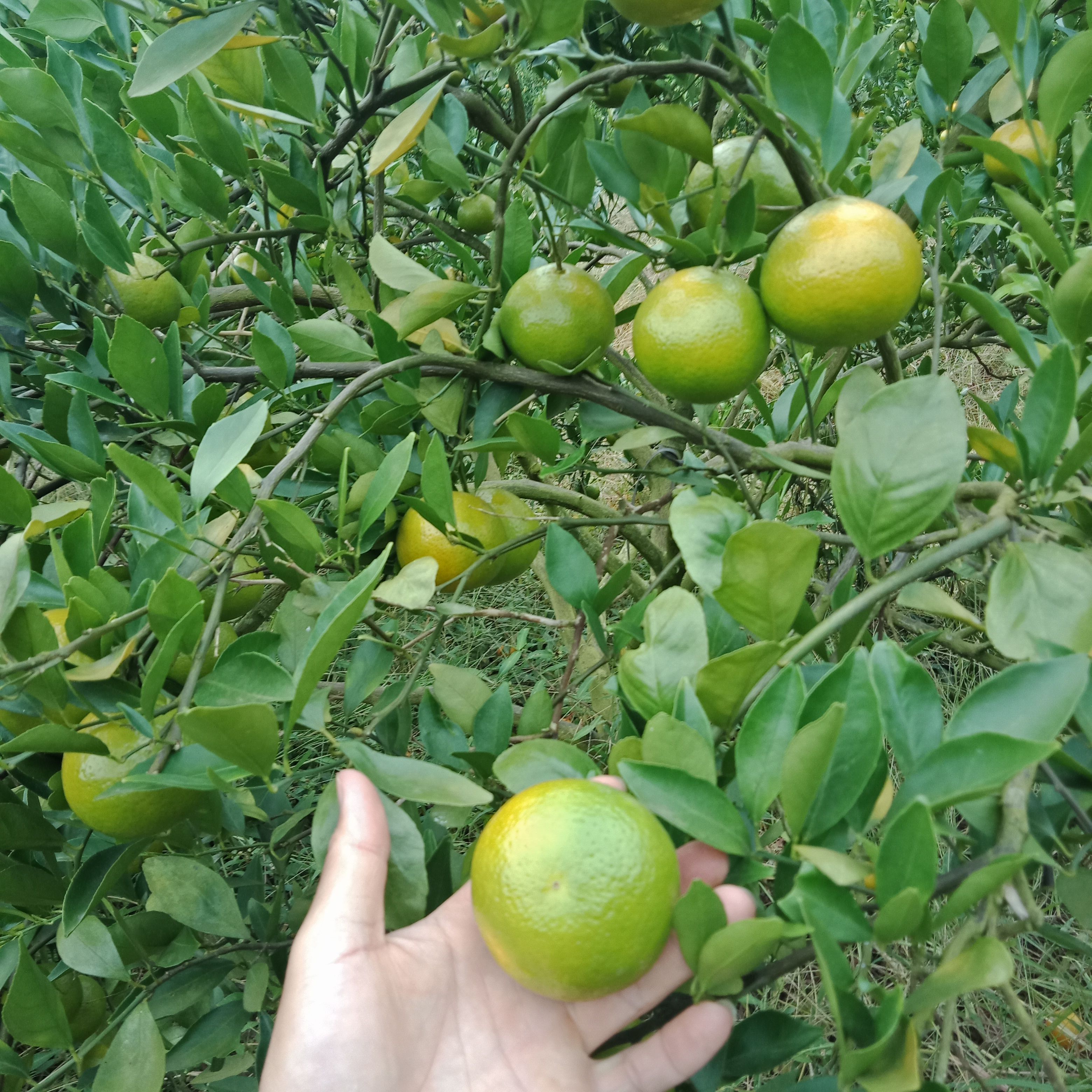 皇帝柑 供应电商货 市场货大果 产地发货 品质好一手货源