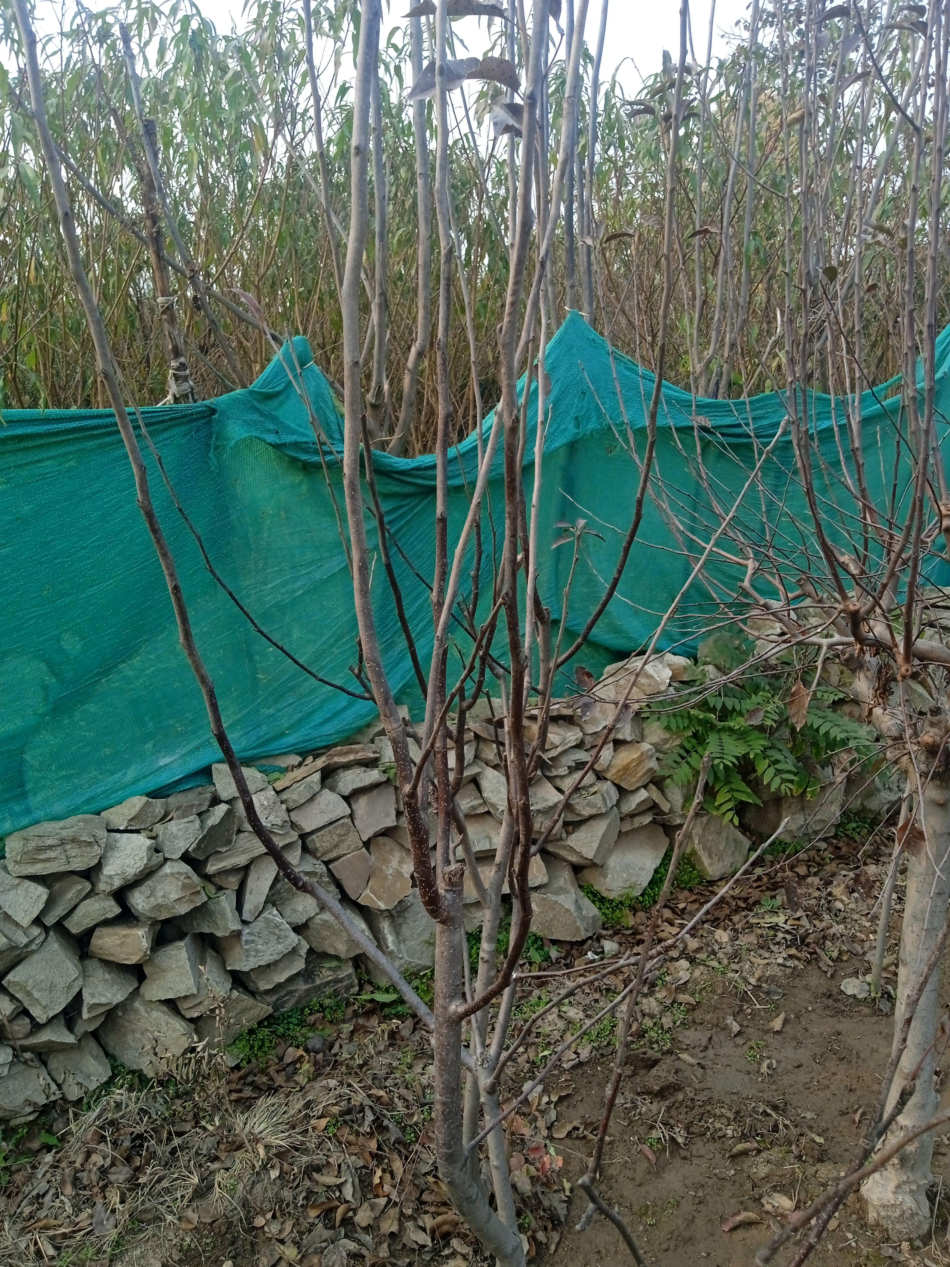 精品果树.配送防护手册.苹果树梨树桃树柿子树