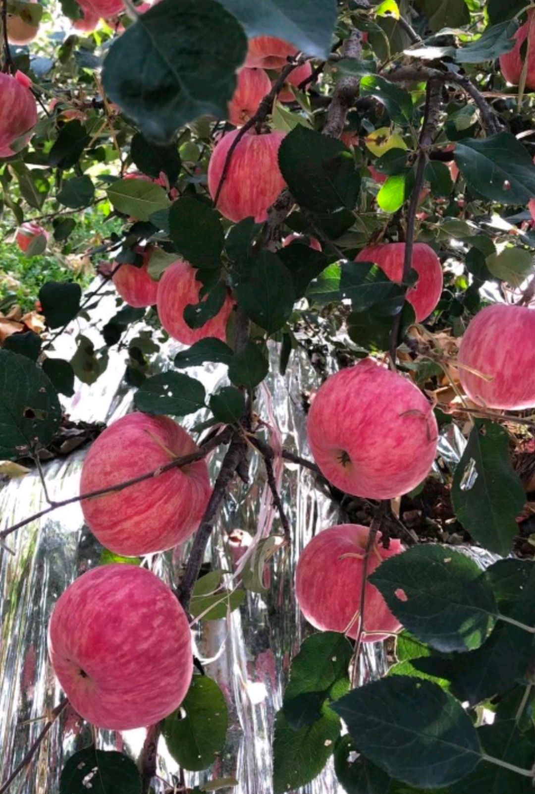 红富士苹果苗嫁接苗苹果苗当年结果苗包邮