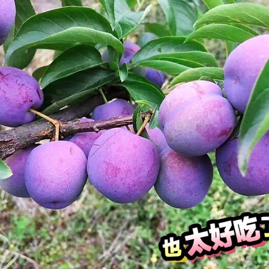 眉山凤凰李 口感脆甜 色泽鲜艳 包装精美 是走亲访友佳品