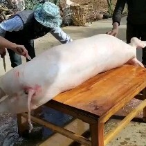 剑川县云南特产天然绿色猪肉，欢迎去检验。