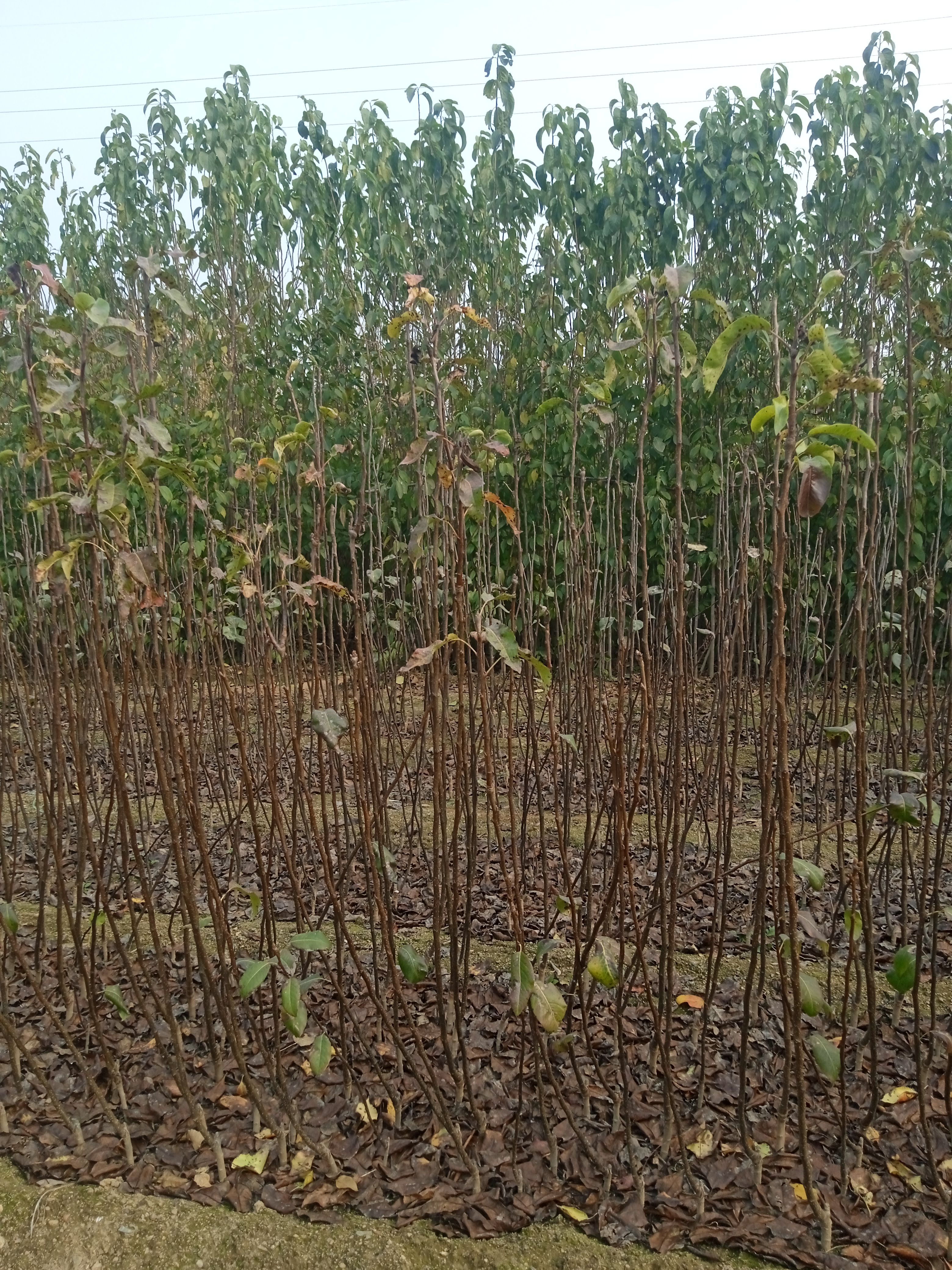 精品果树.配送防护手册.苹果树梨树桃树柿子树