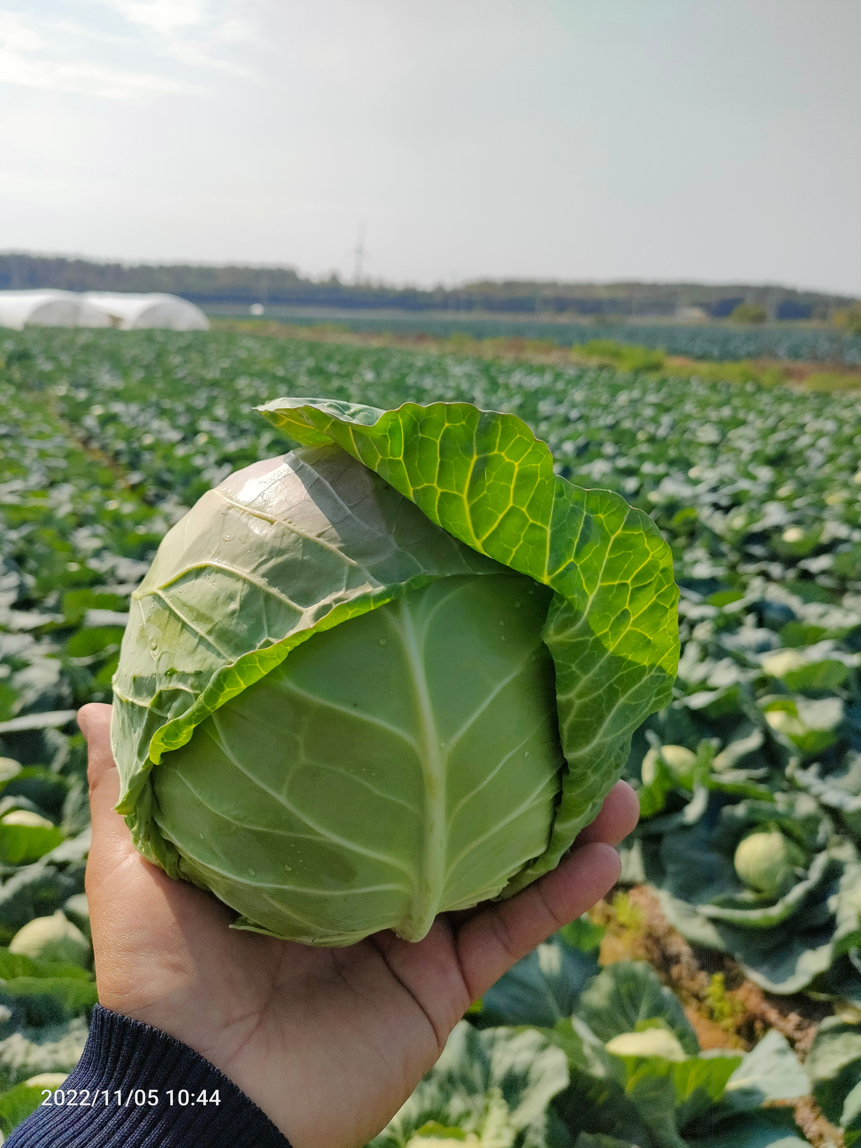 東臺(tái)甘藍(lán)圓包菜綠寶石奧奇娜產(chǎn)地直供一手貨源全國發(fā)貨