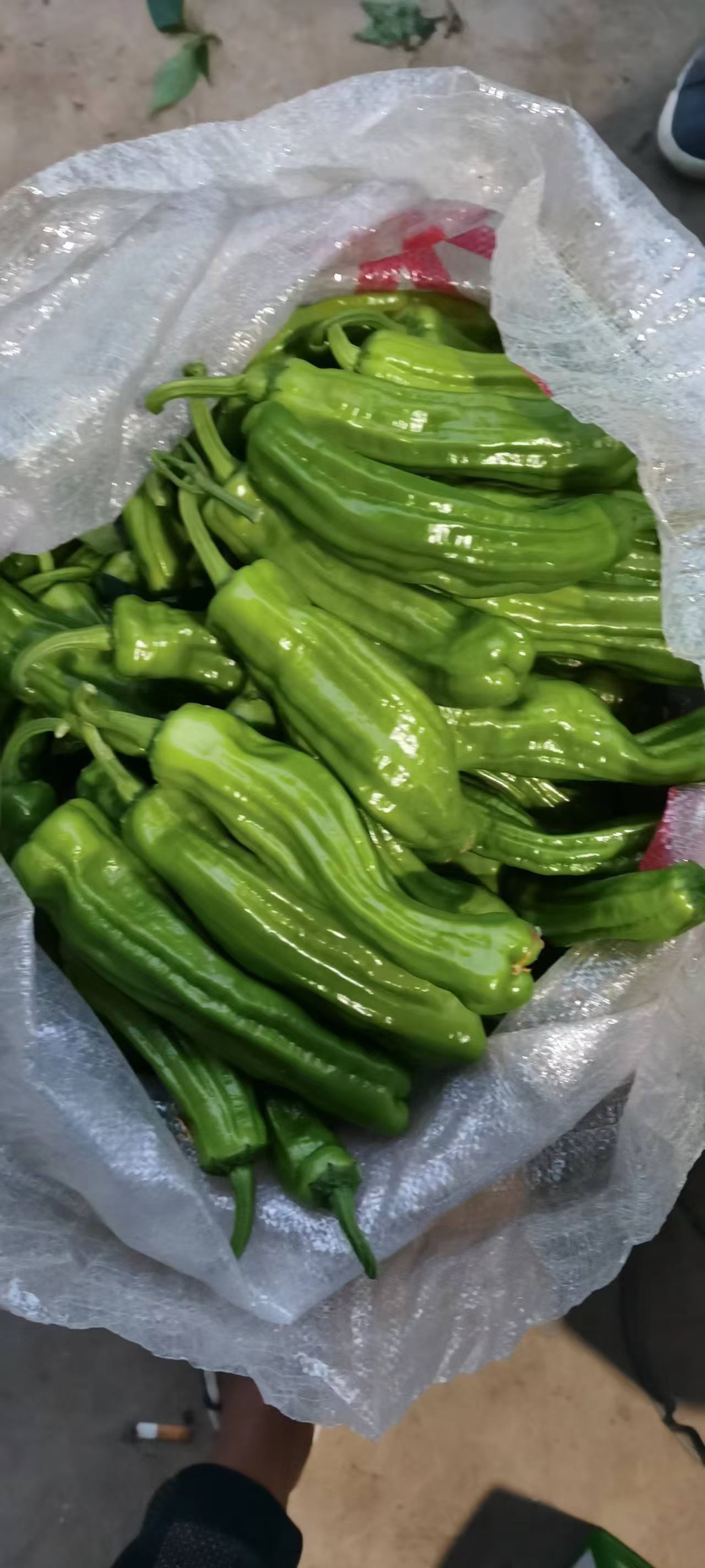 泡椒王(薄皮椒)产地直销，当天摘当天发货