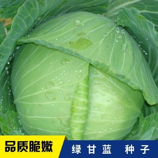 中甘十一甘蓝种子春季秋季卷心菜包心菜包菜种子蔬菜种籽易种