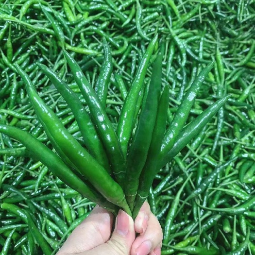 徐闻县指天椒  小米椒产地直供，每天现摘现发货