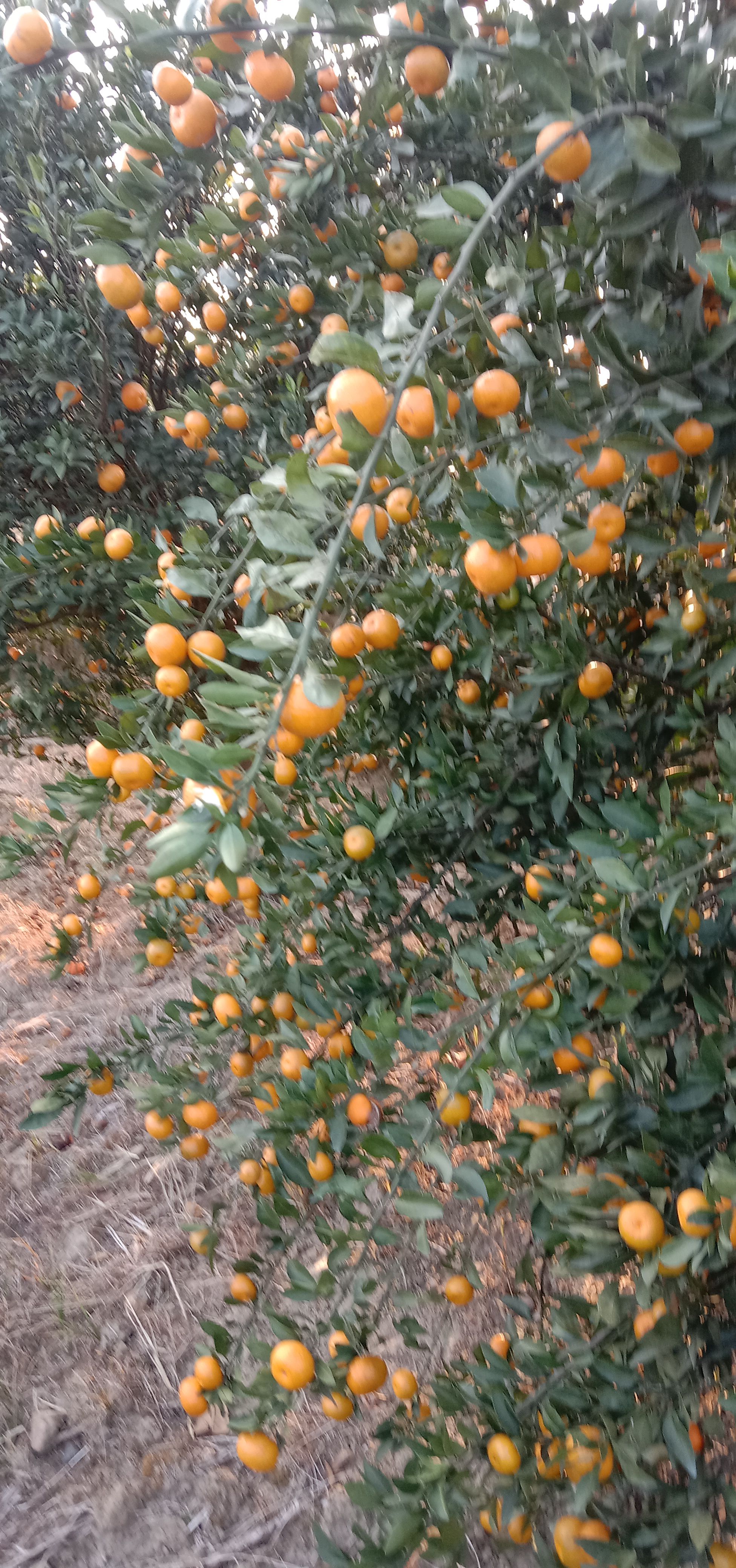 楠丰蜜桔可以上市了，口感很好，果面干净细皮嫩肉，欢迎老板踩购