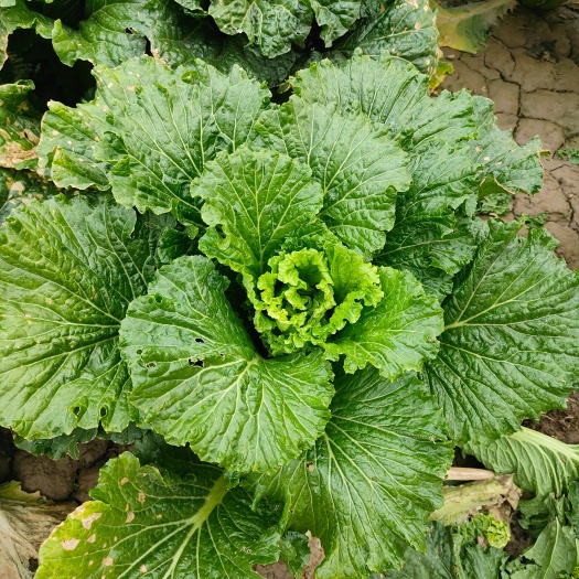 天津天津大白菜