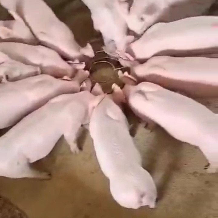 大方县贵州毕节种猪厂，常年出售，英糸大白种母猪，长白母猪，