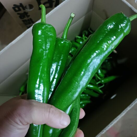 徐闻县尖椒，香辣，产地直供