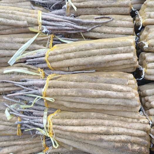 大名县白玉，双棒