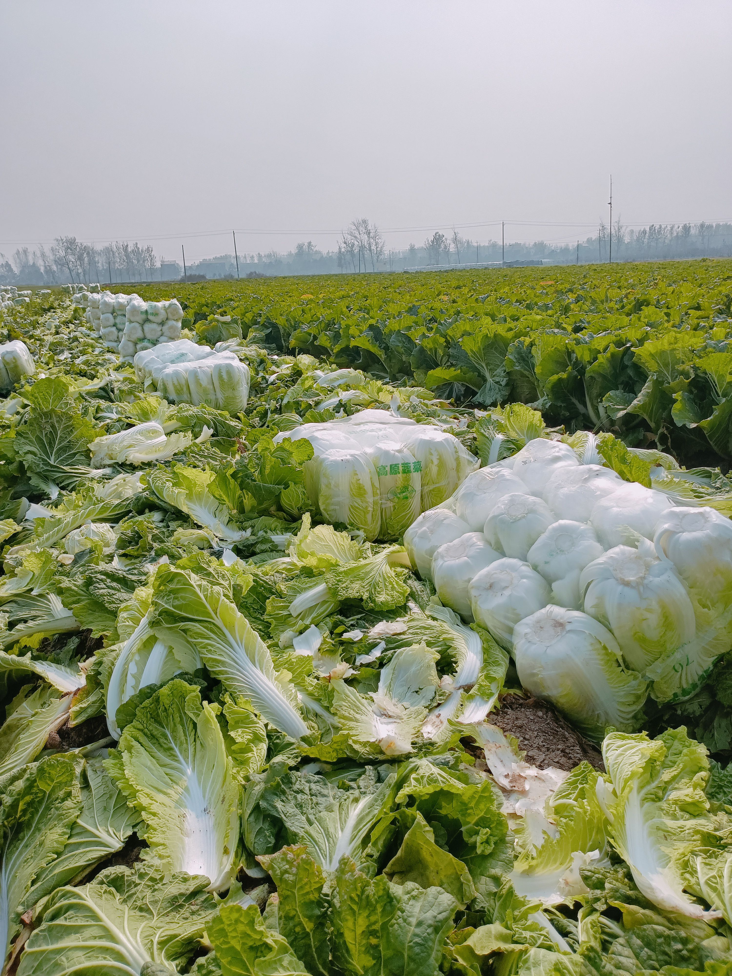 夏邑县大白菜秋晓，青杂三号，义和秋大量上市